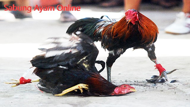 Judi Sabung Ayam Online Uang Asli Indonesia